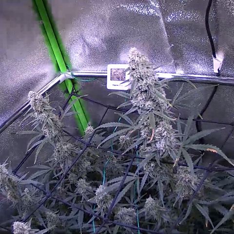Auto Ultimate growlog timeline photo