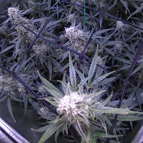 Auto Ultimate growlog timeline photo