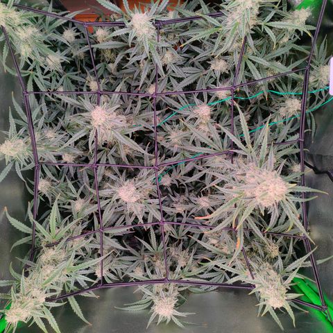 Auto Ultimate growlog timeline photo