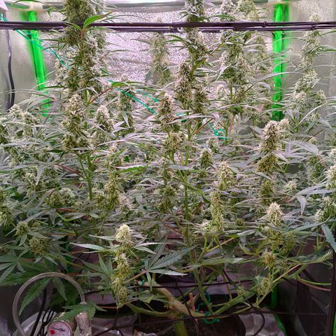Auto Ultimate growlog timeline photo