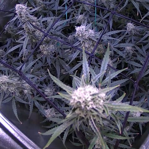 Auto Ultimate growlog timeline photo