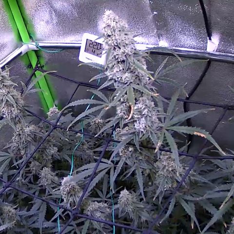 Auto Ultimate growlog timeline photo