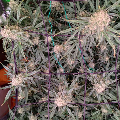 Auto Ultimate growlog timeline photo