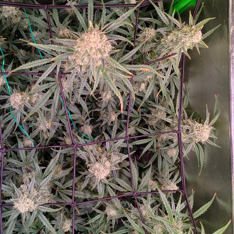 Auto Ultimate growlog timeline photo