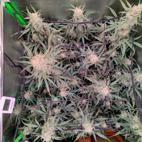 Auto Ultimate growlog timeline photo