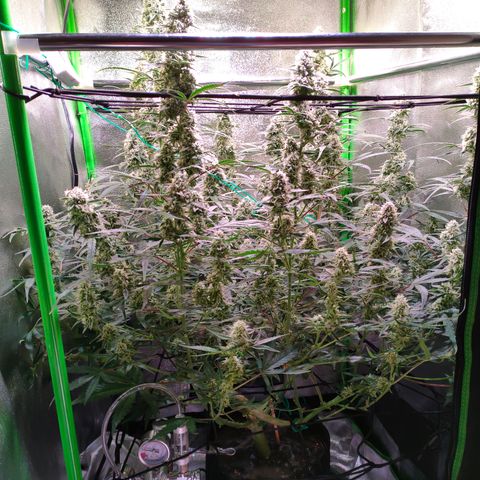 Auto Ultimate growlog timeline photo