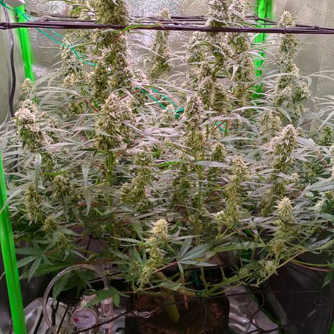 Auto Ultimate growlog timeline photo
