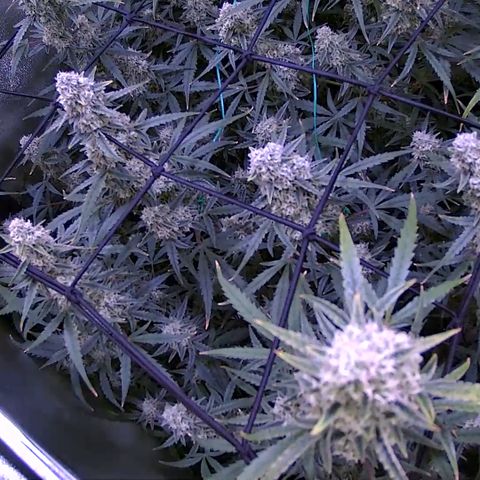 Auto Ultimate growlog timeline photo