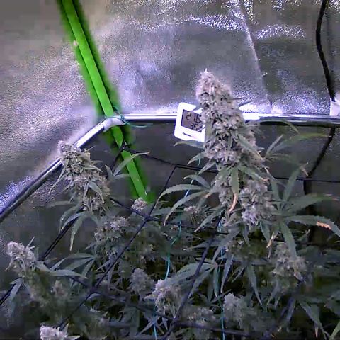Auto Ultimate growlog timeline photo