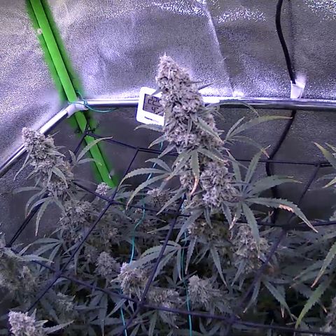 Auto Ultimate growlog timeline photo