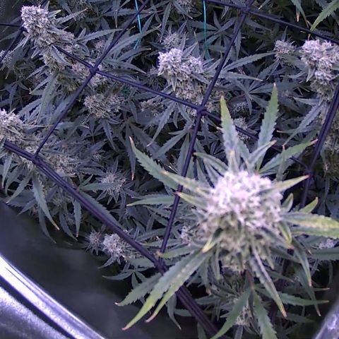 Auto Ultimate growlog timeline photo