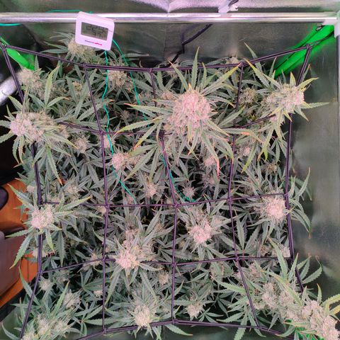 Auto Ultimate growlog timeline photo