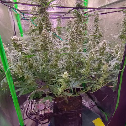 Auto Ultimate growlog timeline photo