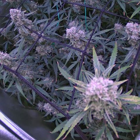 Auto Ultimate growlog timeline photo