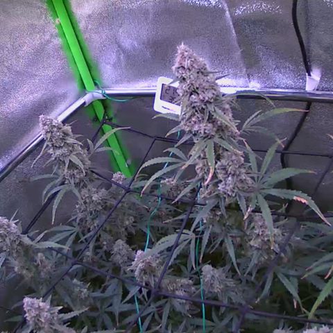 Auto Ultimate growlog timeline photo
