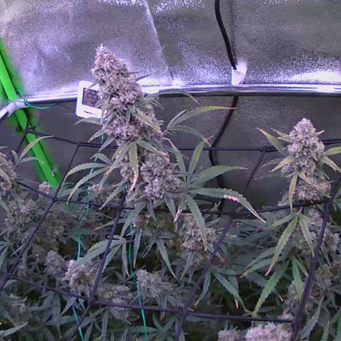 Auto Ultimate growlog timeline photo