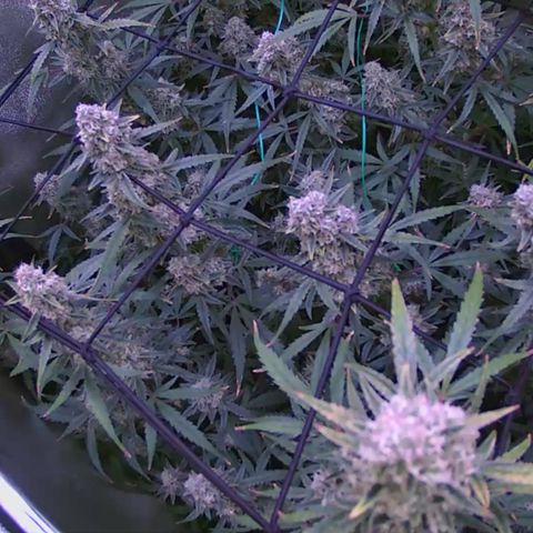 Auto Ultimate growlog timeline photo