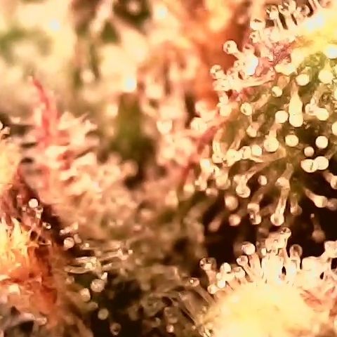 Auto Ultimate growlog timeline photo