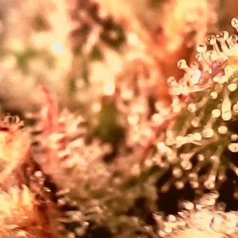 Auto Ultimate growlog timeline photo