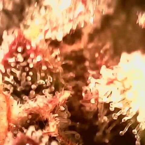 Auto Ultimate growlog timeline photo