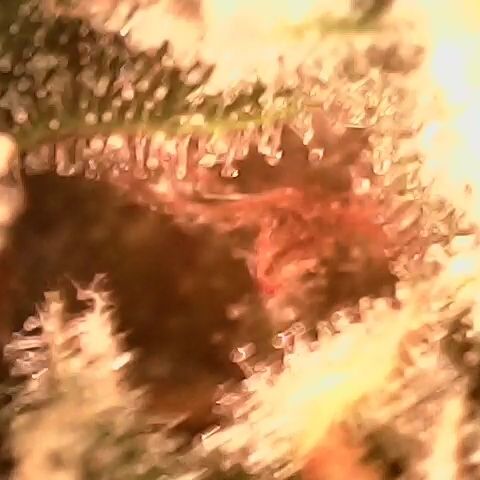 Auto Ultimate growlog timeline photo