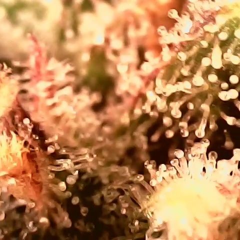 Auto Ultimate growlog timeline photo