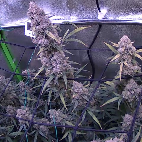 Auto Ultimate growlog timeline photo