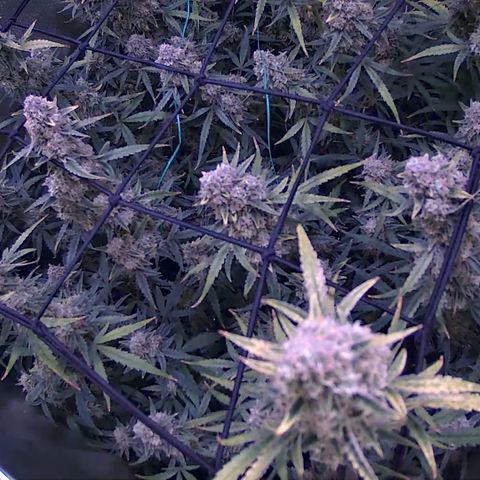 Auto Ultimate growlog timeline photo