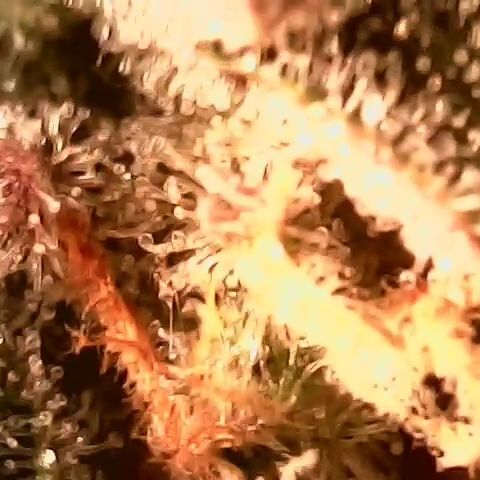 Auto Ultimate growlog timeline photo