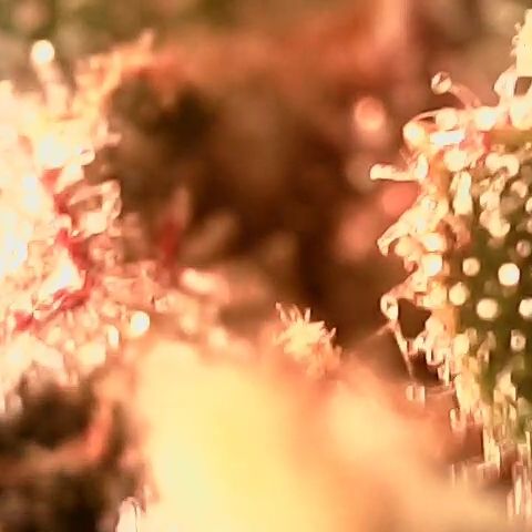 Auto Ultimate growlog timeline photo
