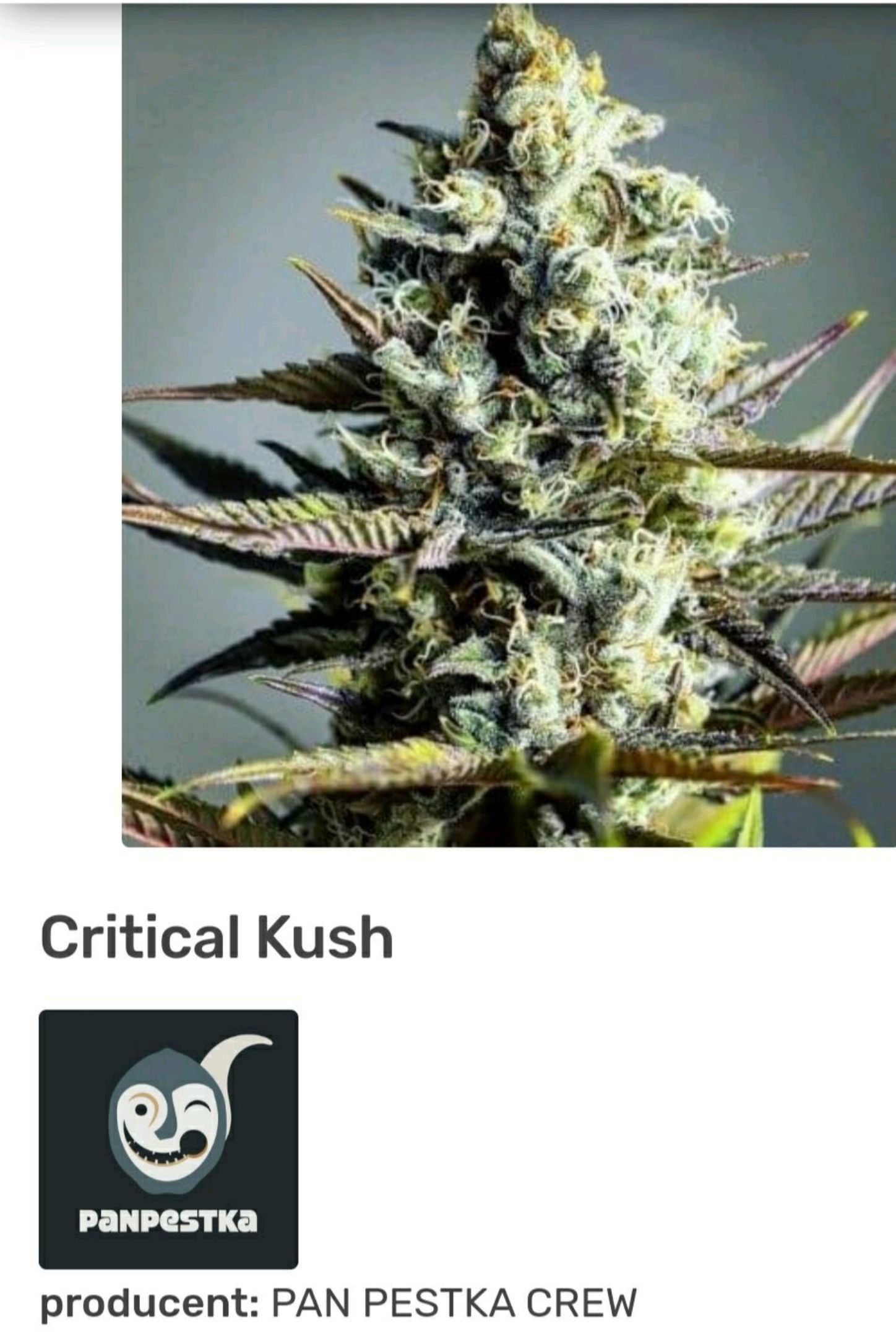 Critical Kush growlog header