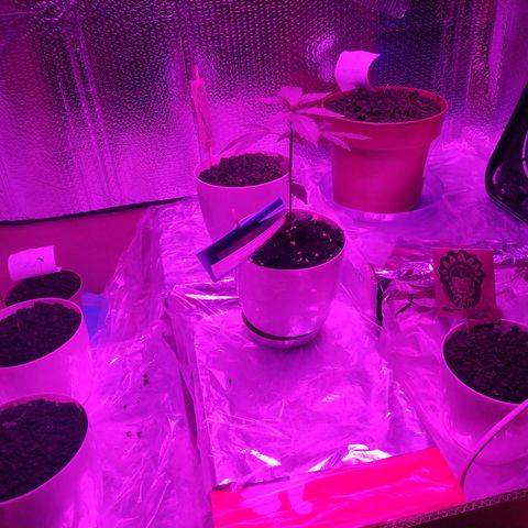 Critical Kush growlog photo