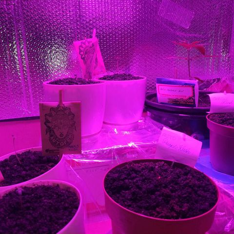 Critical Kush growlog photo