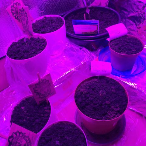 Critical Kush growlog photo