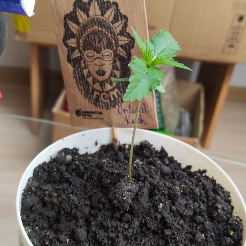 Critical Kush growlog timeline photo