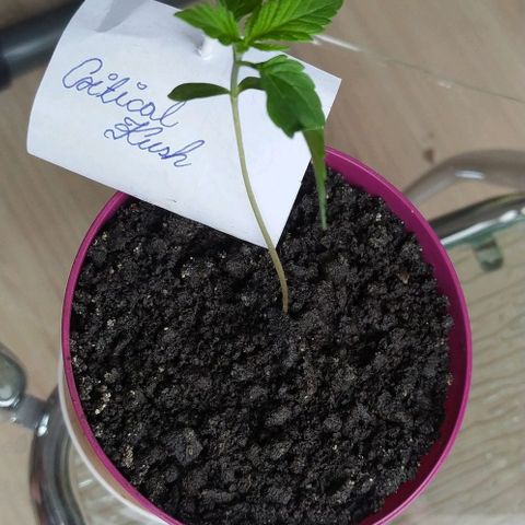 Critical Kush growlog timeline photo