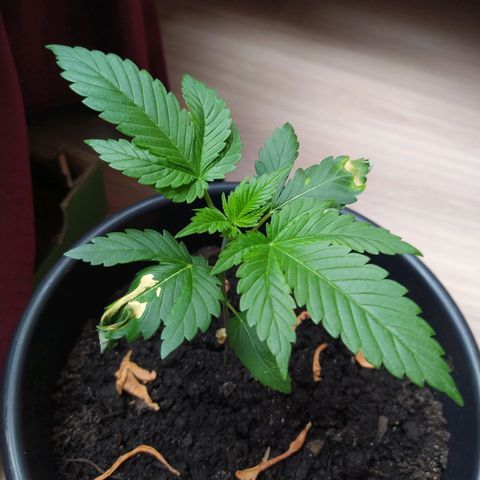 Critical Kush growlog timeline photo