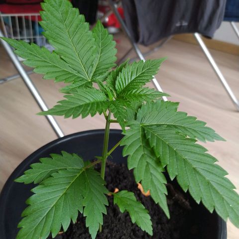 Critical Kush growlog timeline photo