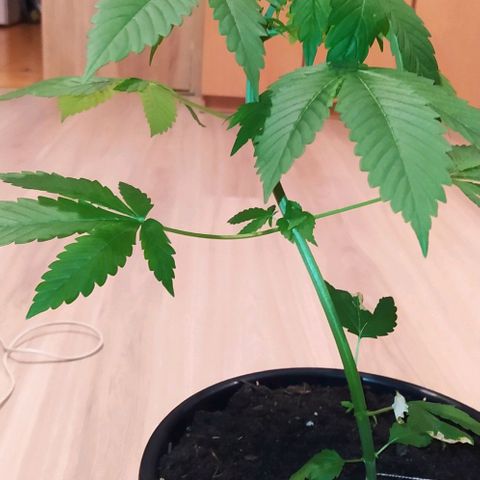 Critical Kush growlog photo: 💦🌱 ➕🍌➕ BIOHUMUS 