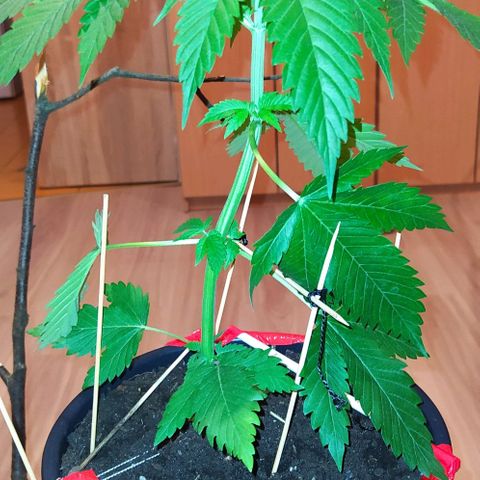 Critical Kush growlog photo: 💦🌱 ➕🍌➕ BIOHUMUS 
