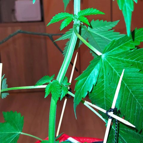 Critical Kush growlog photo: 💦🌱 ➕🍌➕ BIOHUMUS 