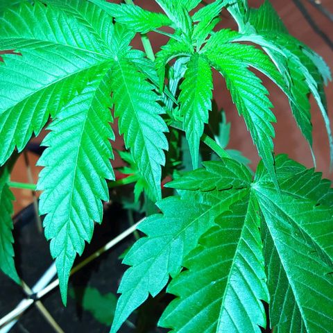 Critical Kush growlog photo: 💦🌱 ➕🍌➕ BIOHUMUS 