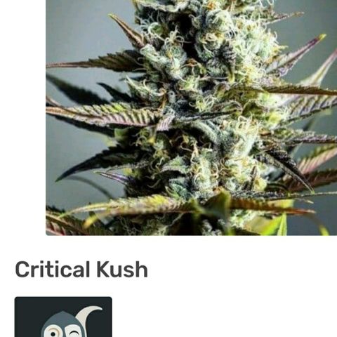 Critical Kush growlog timeline photo