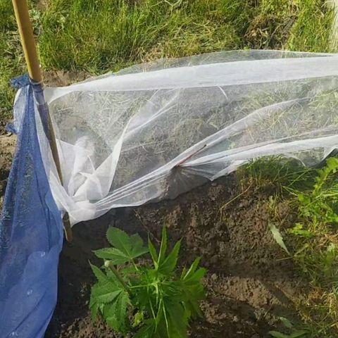 Critical Kush growlog photo: ❕ 🌱Zmiana 🏡🔀🏞️ Środowiska 🍃 ❕