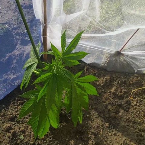 Critical Kush growlog photo: ❕ 🌱Zmiana 🏡🔀🏞️ Środowiska 🍃 ❕