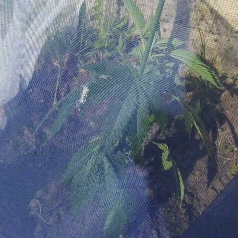 Critical Kush growlog photo: ❕ 🌱Zmiana 🏡🔀🏞️ Środowiska 🍃 ❕