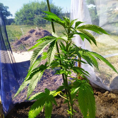 Critical Kush growlog timeline photo