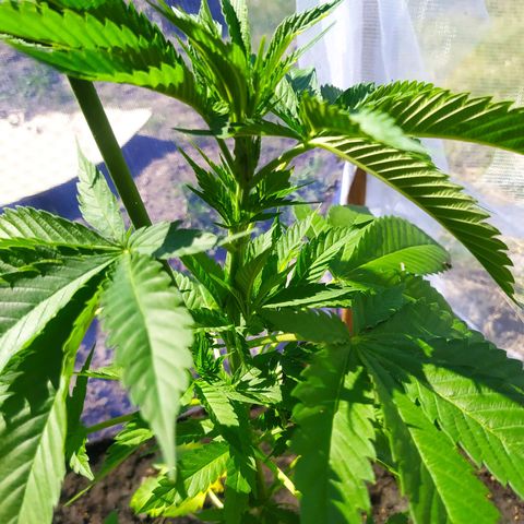 Critical Kush growlog timeline photo