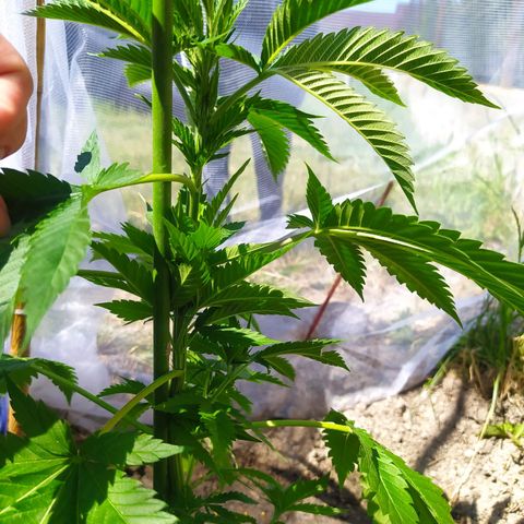 Critical Kush growlog timeline photo