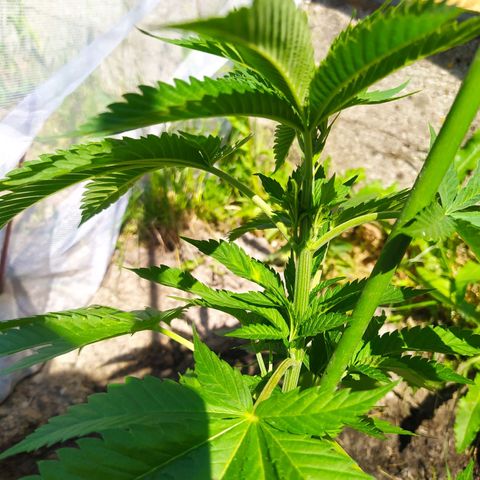 Critical Kush growlog timeline photo